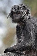 East Javan Langur (Trachypithecus Auratus)