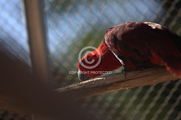 Eclectus Parrot Eclectus Parrot