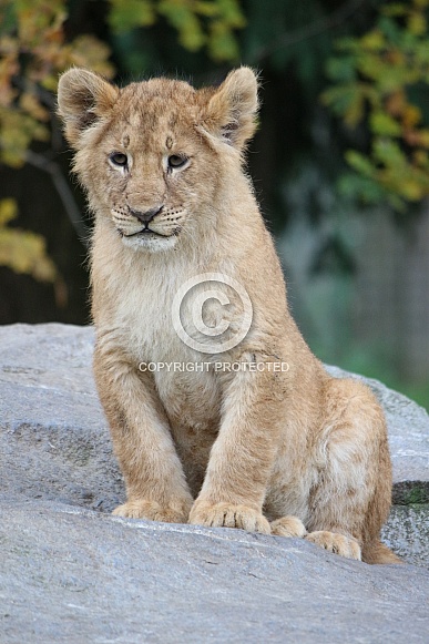 Lion cub