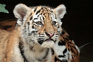 Amur Tiger Cub