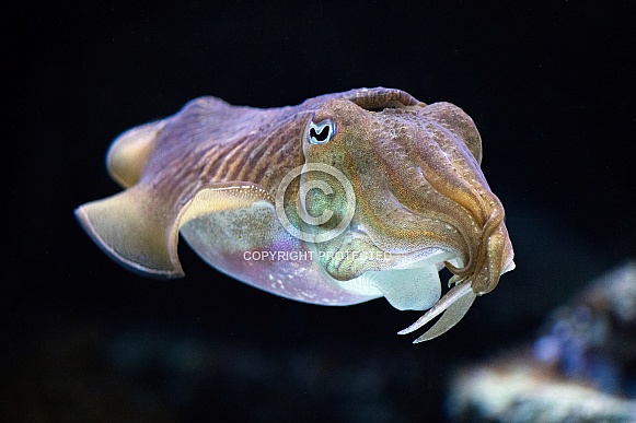 Cuttlefish Cuttlefish