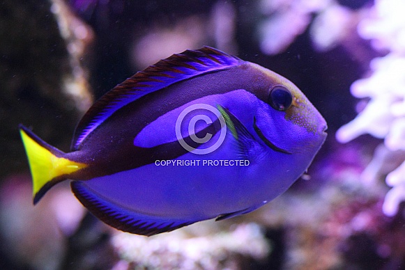 Blue Tang