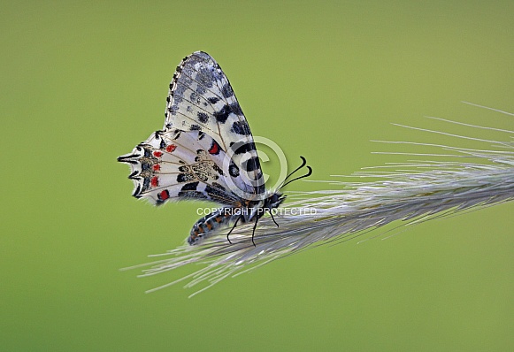 Southern Festoon Southern Festoon