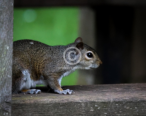 Grey Squirrel Grey Squirrel