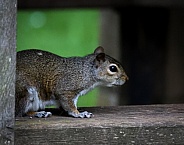 Grey Squirrel