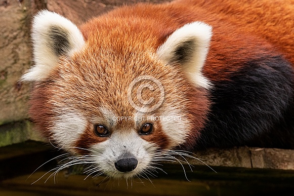 Red Panda Close Up