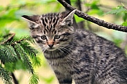 Wildcat kitten