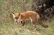 Young red fox cub in nature