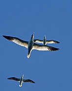 Northern Gannets in Flight