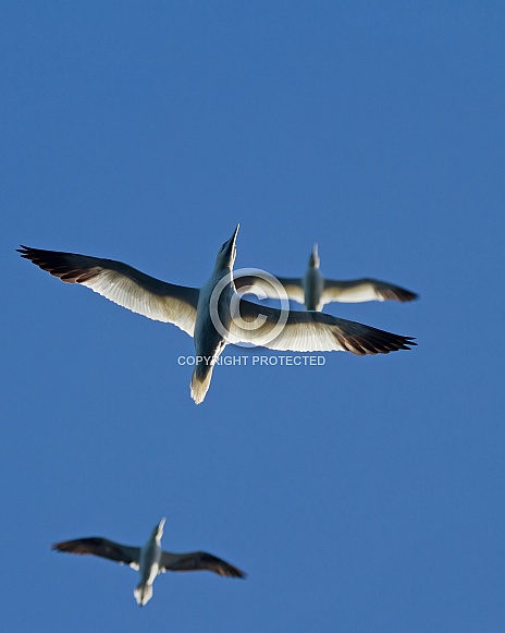 Northern Gannets in Flight