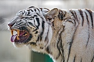 White tiger showing flehmen response