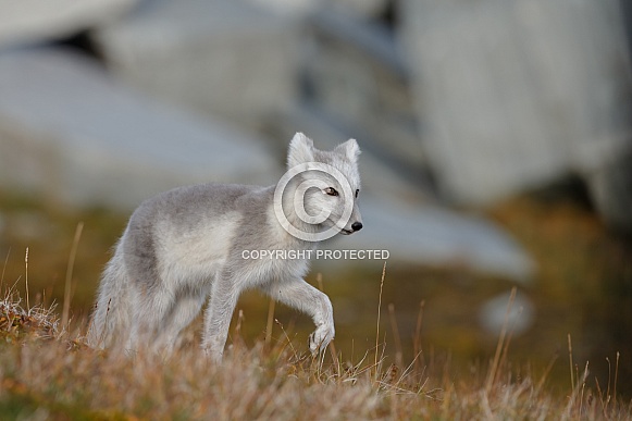 Arctic fox