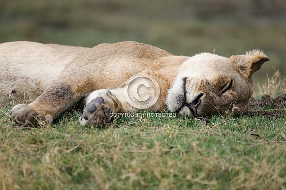 Lioness Portrait