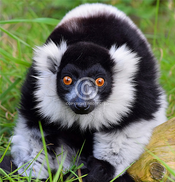 Black and White Ruffed Lemur