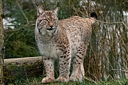 Eurasian Lynx Standing