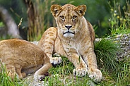 Lioness posing