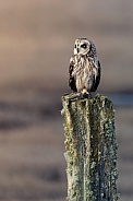 Owl on Post
