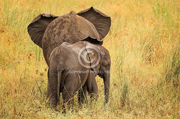 African Elephant