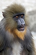 mandrill monkey (Mandrillus sphinx)