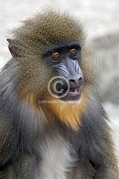 mandrill monkey (Mandrillus sphinx) mandrill monkey (Mandrillus sphinx)