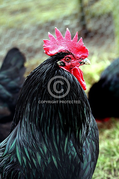 Cockerel Cockerel