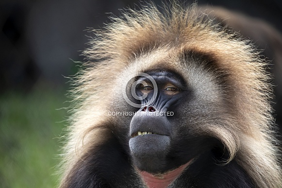 Bleeding heart monkey (gelada theropithecus) Bleeding heart monkey (gelada theropithecus)