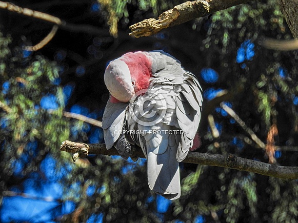 Galah Galah