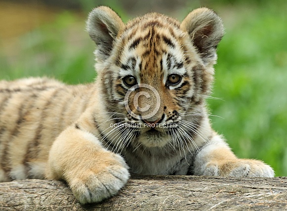 Tigercub