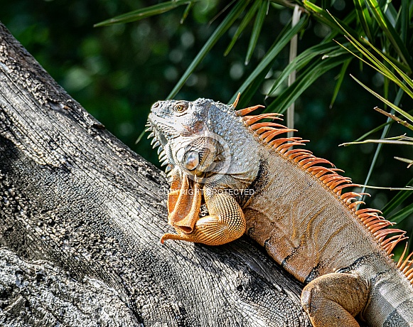 Iguanas