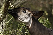 Okapi Headshot Reaching Upwards