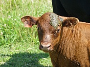 Calf With Poop