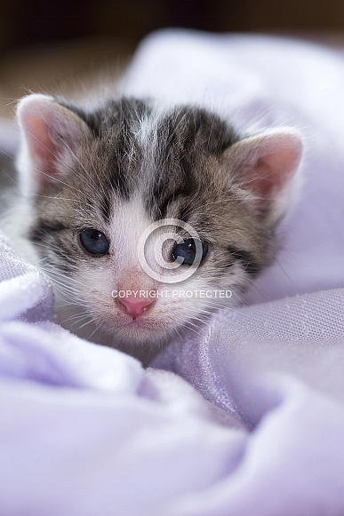 Tiny Kitten Tiny Kitten