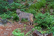 A Young Bobcat in Montana