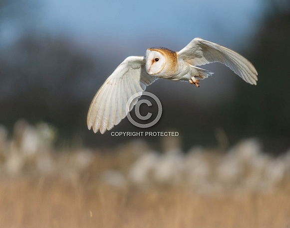 Barn Owl Barn Owl