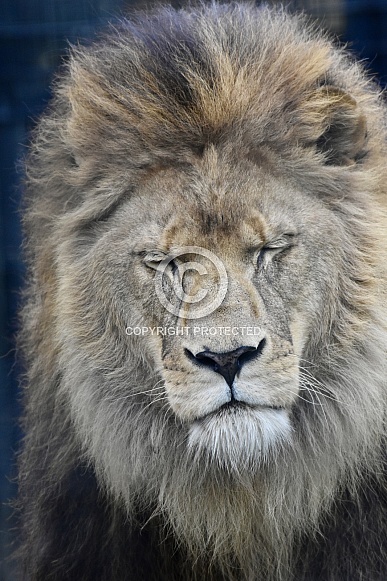 African Lion