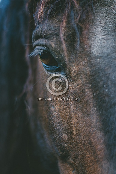 Curly Horse Eye