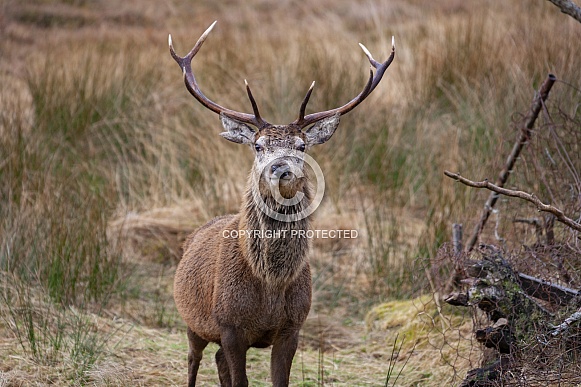 Red Deer Stag (Cervus elaphus) Red Deer Stag (Cervus elaphus)