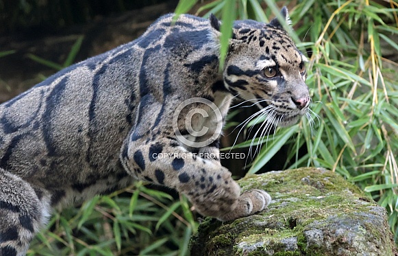 ckouded leopard
