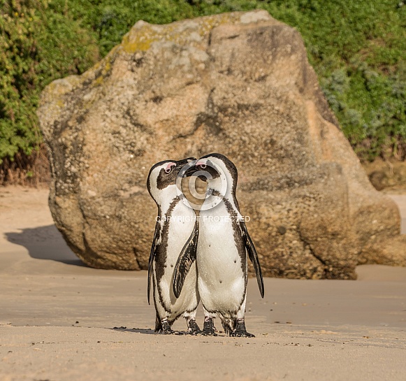 African Penguin African Penguin