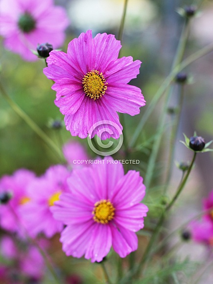 Hot Pink Cosmos Flowers