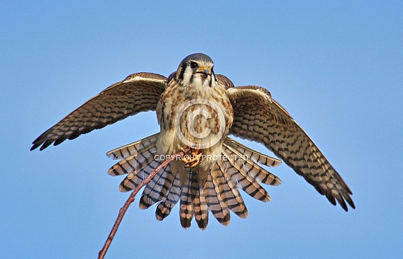 American Kestrel American Kestrel