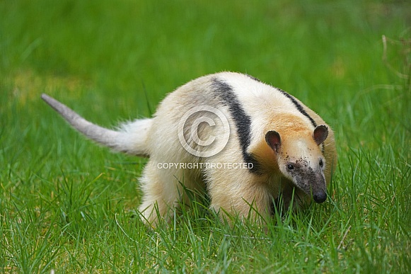 Southern tamandua