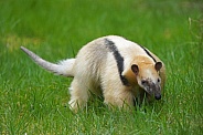 Southern tamandua
