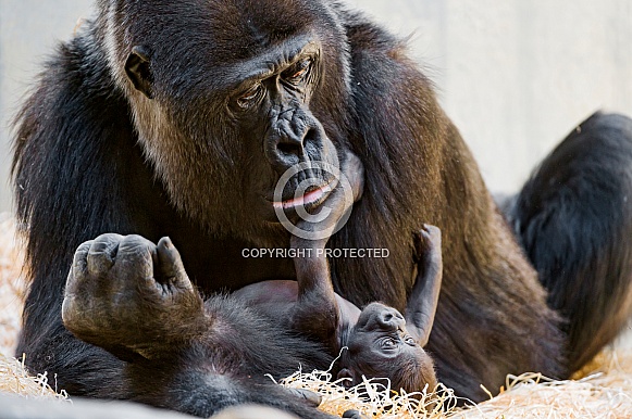 Gorilla and Baby