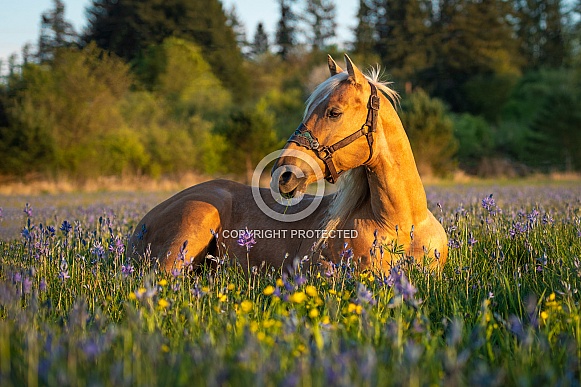 Palomino Horse Palomino Horse