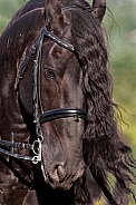 Friesian Horse--Portrait Of A Friesian