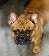 French bulldog looking up at the camera