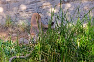 Mountain Lion in the Grass