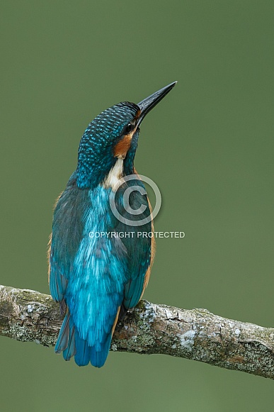 Kingfisher