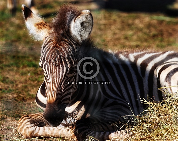 Zebra Foal